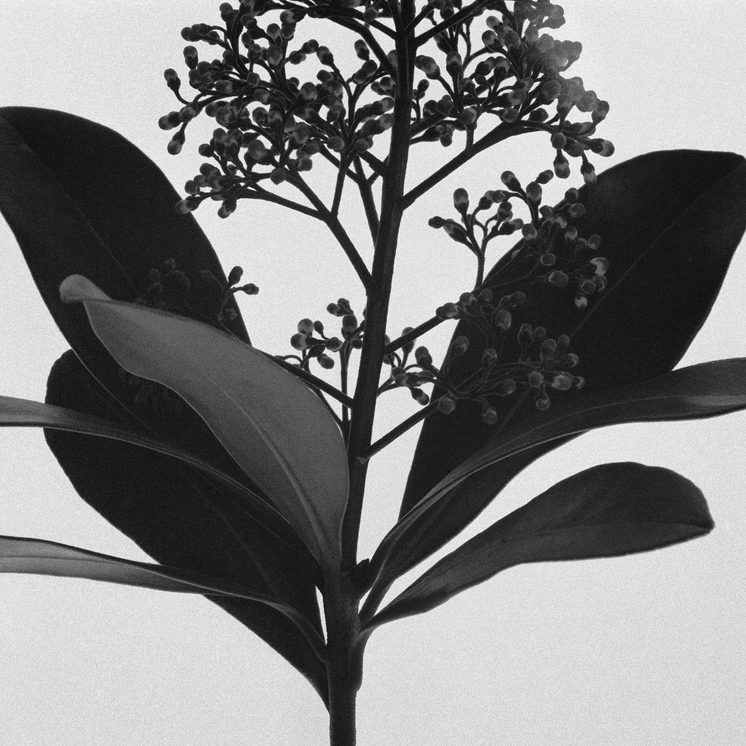 A Study of Ornamental Plant by Iana Mizguina