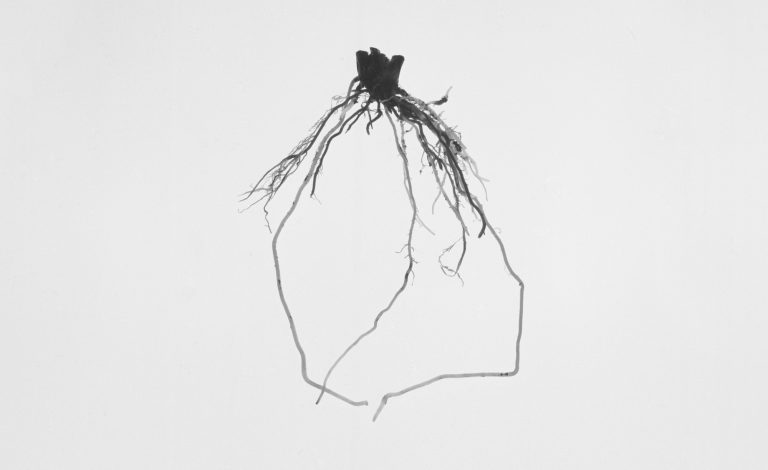 A Study of Ornamental Plant by Iana Mizguina